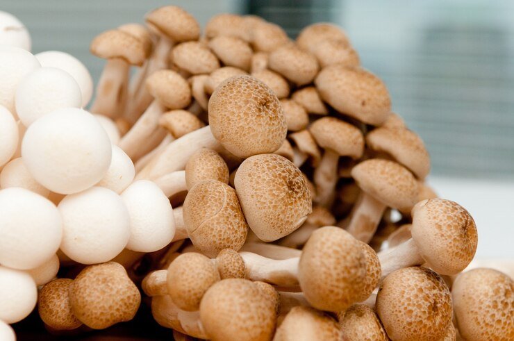 Must-Have Supplies for Successful Mushroom Farming