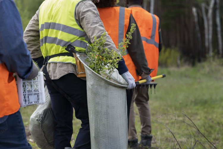 Affordable Tree Service Houston: Safe and Reliable Solutions