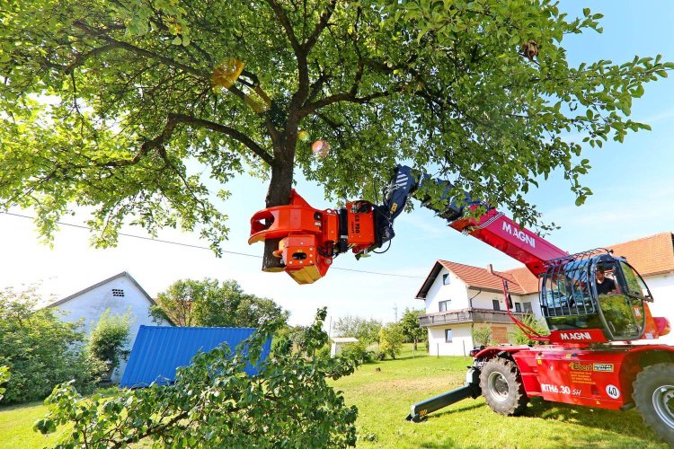 Expert Tree Removal Services: The Best Choice for Tree Health