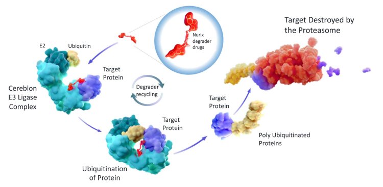 Targeted Protein Degradation Market: USD 546.63M by 2025