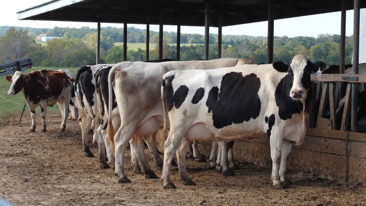 Explore Best Cow Farms in Houston for Fresh Products