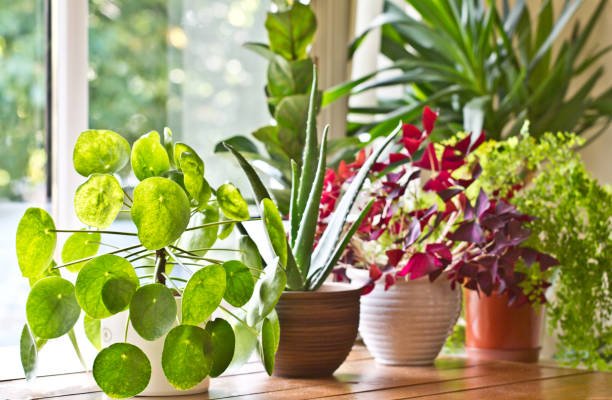 Essential Tips for Indoor Garden Care Success